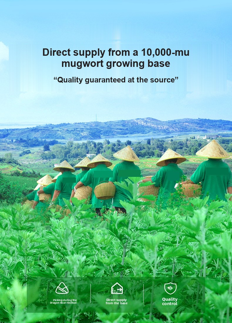 Workers harvesting mugwort in a field